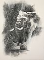 Goliath Walks - African Elephant by Karen Laurence-Rowe (2)