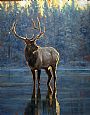 Mirrored - Elk by Linda Besse (2)