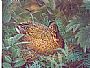 Nesting Mallard Hen -  by Michelle Mara (2)