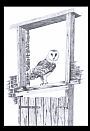 Looking Back - Barn Owl by Stuart Arnett (2)