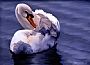 Preening - Mute Swan by Patti Wilson (2)