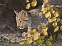 Mischief Musings (Sold) - Lynx Kitten by Linda Rossin (2)
