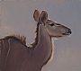 Kudu Study - Greater African Kudu by Eva Van Rijn (2)