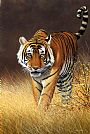 Softly,softly - Ranthambhore tiger by Jeremy Paul (2)