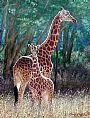 Staying Close - Giraffe by Simon Combes (2)