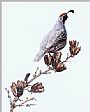 L156  The Lookout - Gambol's Quail by Mel Dobson (2)