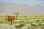 Watchful (Saiga Antelope) - Saiga Antelope (Saiga tartarica mongolica) by Susan Fox (2)