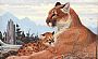 Solitude - Cougar with cub by Robert Kray (2)