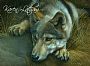 Contemplation - Young Wolf - Gray wolf by Karen Latham (2)