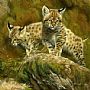 Explorers - Bobcat Kittens - Bobcat Kittens by Rebecca Latham (2)
