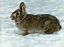 Light Snow - Rabbit - Rabbit by Rebecca Latham (2)