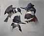 Belted Kingfisher Study - belted kingfisher by Michael Dumas (2)