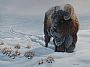 Winter Trek - Bison by Yvette Lantz (2)