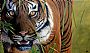 Sumatran Tiger - Tiger by Jonathan Truss (2)