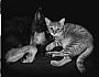 Phoenix and His Favorite Dog, Samson - Domestic dog and cat by Diane Versteeg (2)