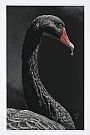 Grace - Black Swan by Kathleen  Dunn (2)