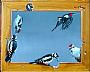 We love frames - Great Spotted Woodpecker by Harro Maass (2)