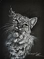 Bobcat - Bobcat by Deb Gengler-Copple (2)