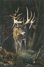 Fortunate Son - Deer by Christopher Walden (2)