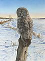 Northern Patrol - Great Grey Owl by Arnold Nogy (2)
