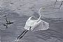 Study in Grays - A Great Egret takes flight on a gray day by Mary Louise O'Sullivan (2)