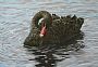 Almost Grown - Black Swan by Sandra Temple (2)