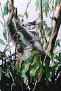 Nature Art supporting Australian Koala Foundation