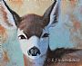 The Yearling - Mule Deer yearling by Kitty Whitehouse (2)