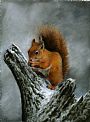 Red Squirrel in the Snow - European Red Squirrel by Lauren Bissell (2)