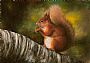 Red Squirrel - European Red Squirrel by Lauren Bissell (2)