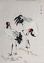 Black-necked Cranes -  by Alejandro Bertolo (2)