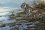 Siberian Clearing - Siberian tiger by Robert Bateman (2)