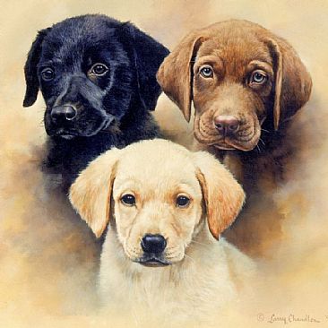 Three of a Kind - Black, Yellow, and Chocolate Lab puppy head studies by Larry Chandler