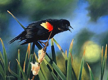 Sounding the Alarm - Red Winged Black Bird by Larry Chandler