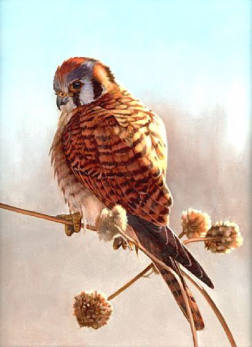 The FeatherWeight - Female American Kestrel by Larry Chandler
