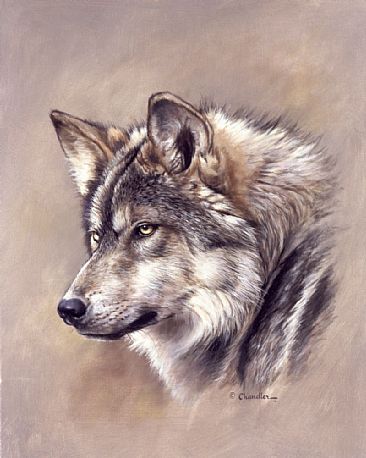 Mexican Gray Wolf - Mexican Gray Wolf head study by Larry Chandler