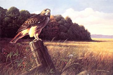 The Sentinel - Red Tailed Hawk by Larry Chandler