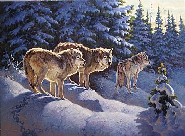 Winter Wary - Grey Wolves by Jack Koonce