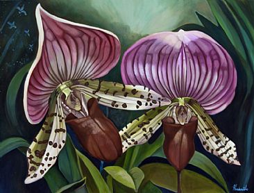napoleon and josephine - slipper orchids by Thomas Hardcastle