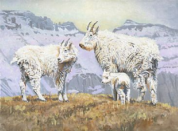 Above the Timber - Mountain goats by Craig Magill