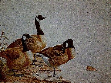 Canada Geese - Canada Geese by Josephine Smith
