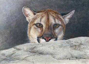 Hide and Seek - cougar by Lindsey Foggett