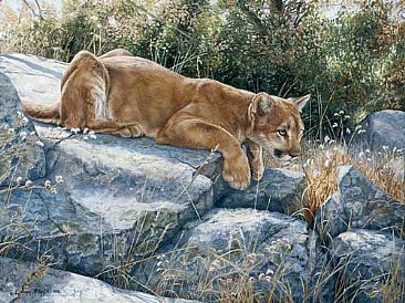 Rising Tension  - Mountain Lion by Lindsey Foggett