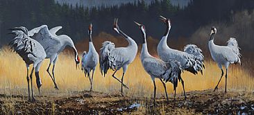 Cranes on courtship display - European Cranes by Hans Kappel