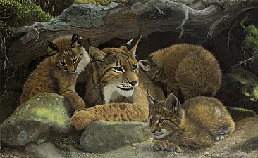 Lynx Family -  by Hans Kappel