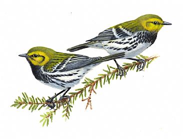 Illustration:Black-throated Green Warblers - Black-throated Green Warblers by Jon Janosik