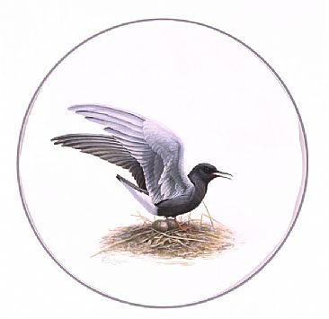 Black Tern At Nest:Reader's Digest Book Illustration  - Black Tern-Chlidonias niger by Jon Janosik