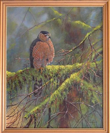 Resting Cooper Hawk:Oregon - Adult Cooper's Hawk;Accipiter cooperii by Jon Janosik