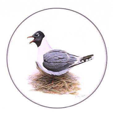Franklin's Gull: Reader's Digest Book Illustration  - Francklin's Gull; Larus pipixan by Jon Janosik
