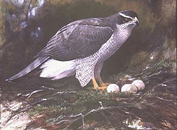 Hen Goshawk at Nest - Northern Goshawk; Accipiter gentilis by Jon Janosik